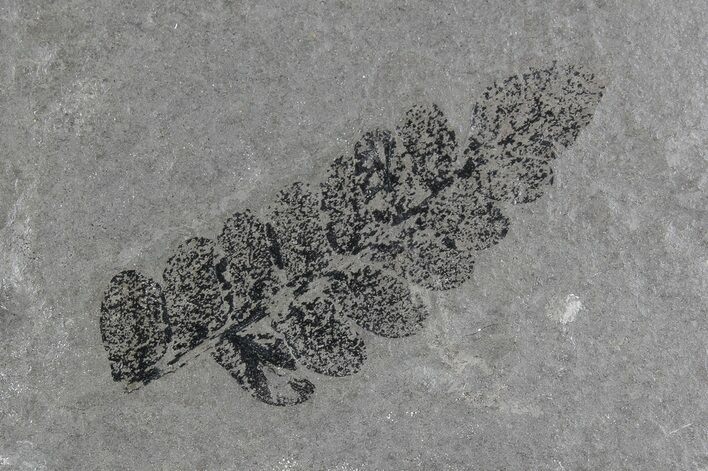Fern (Neuropteris) Fossil & Bivalve - Kinney Quarry, NM #80422